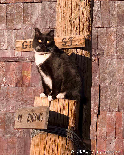 Cat on Green Street signpost at Bodie, California