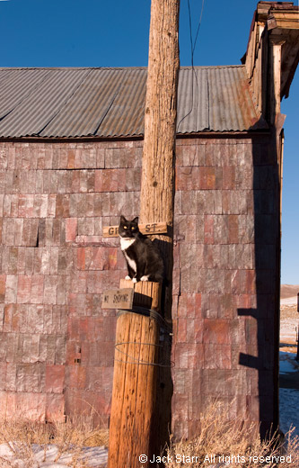 Cat on Green Street signpost at Bodie, California
