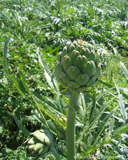 Artichoke