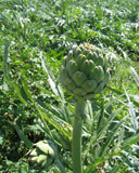 Artichoke growing in field