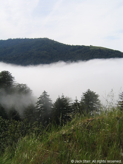 Foggy Day in Big Sur