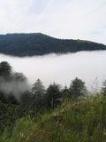 Foggy day in Big Sur, California