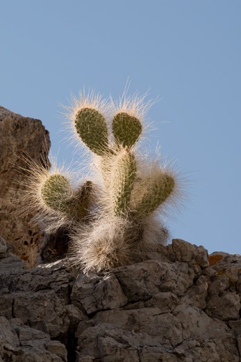 Cactus in Death Valley, photo by Jack Starr