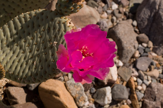 Magenta Cactus Flower in Death Valley, photo by Jack Starr