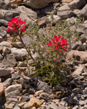 Photo of flowers in Death Valley National Park