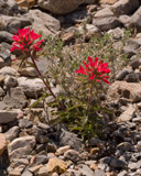 Photo of flowers in Death Valley National Park