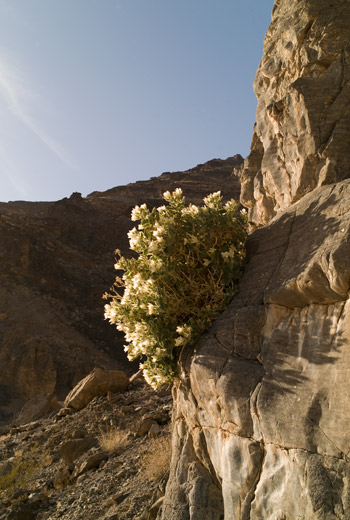 Death Valley Flowers and Rocks, photo by Jack Starr