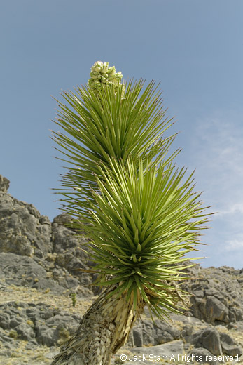 Joshua tree in bloom in Death Valley, photo by Jack Starr