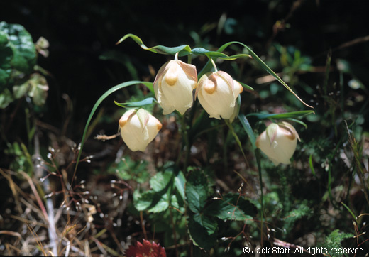 Chinese Lantern