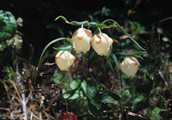 Flower photos by Jack Starr