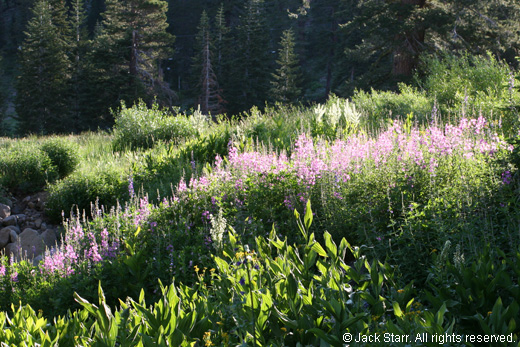 Field of wildflowers near Kirkwood Ski Resort, California