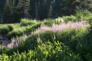 Field of Wildflowers photographed  at Kirkwood