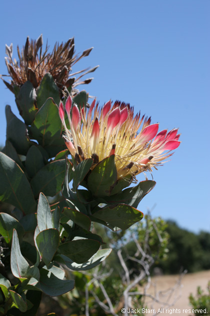 Flower at Garland Park, Carmel Valley