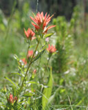 Indian Paintbrush photographed near Kirkwood, California