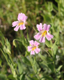 Pink Monkey Flower photographed near Kirkwood
