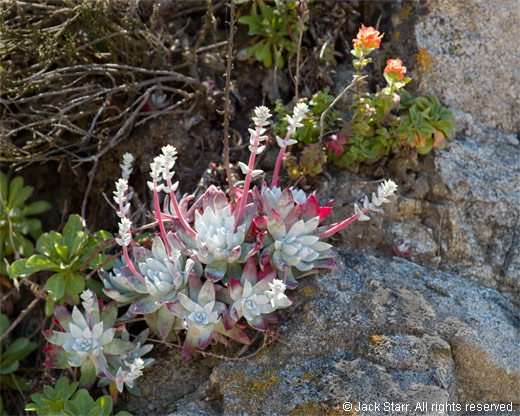 Succulents and Indian Paintbrush near Point Lobos Ski Resort, California
