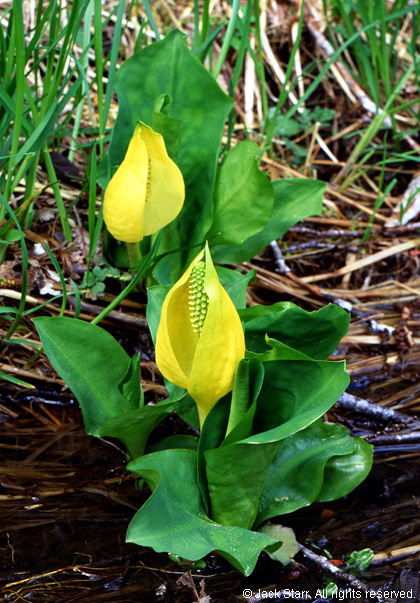 Skunk Cabbage near Point Lobos