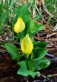 Photo of Skunk Cabbage in Rain Forest in Washington State