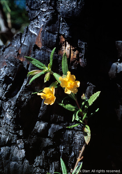 Sticky Monkey Flower at Point Lobos