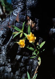 Sticky Monkey Flower photo