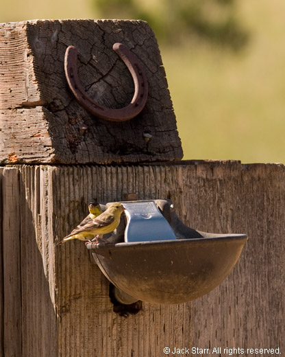 Birds drinking from horse water fountain at Garland Ranch Regional Park, Carmel Valley