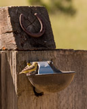 Birds at horse water fountain at Garland Ranch Regional Park, Carmel Valley, CA