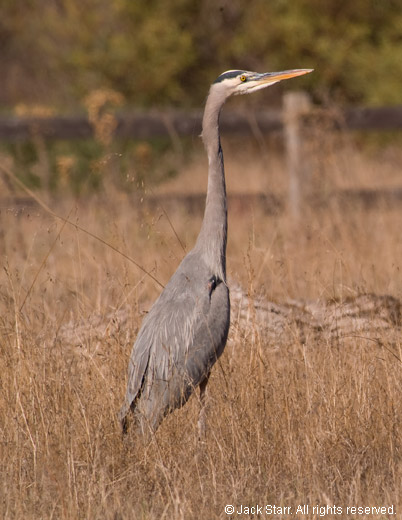 Great Blue Heron at Garland Ranch Regional Park, Carmel Valley