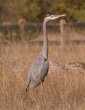 Great blue heron at Garland Ranch Regional Park, Carmel Valley, CA