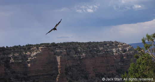Photo of a California Condor flying over the Grand Canyon