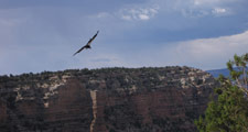 Grand Canyon photo by Jack Starr