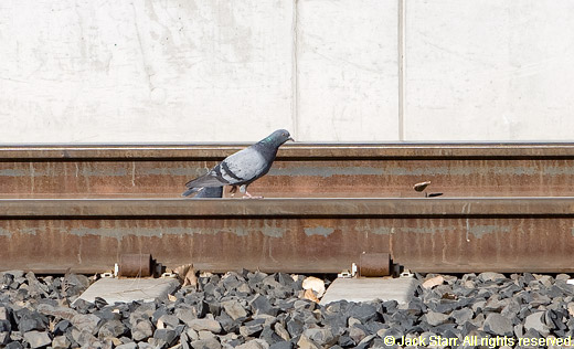 Pigeon on Railroad Track in Nevada