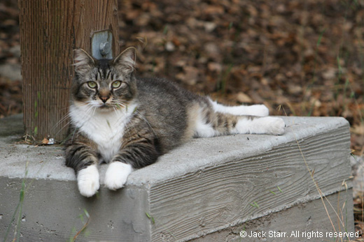 This Cat's In Charge