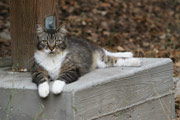 Photo of cat who's in charge