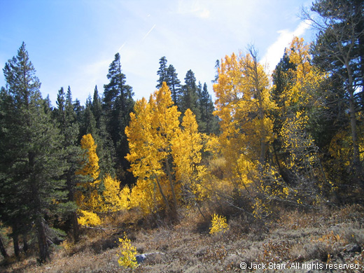 Aspens in fall colors
