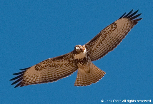 Red-tailed Hawk photographed near Minden, NV