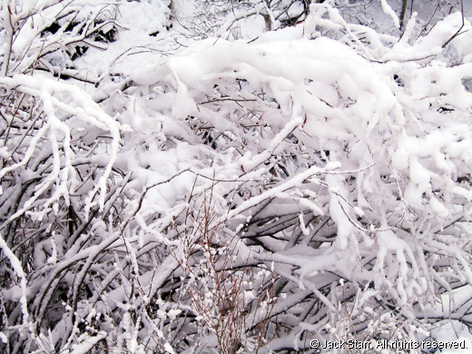 Snowy Bush