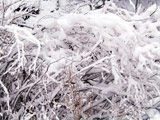 Photo of snowy bush in the Sierras