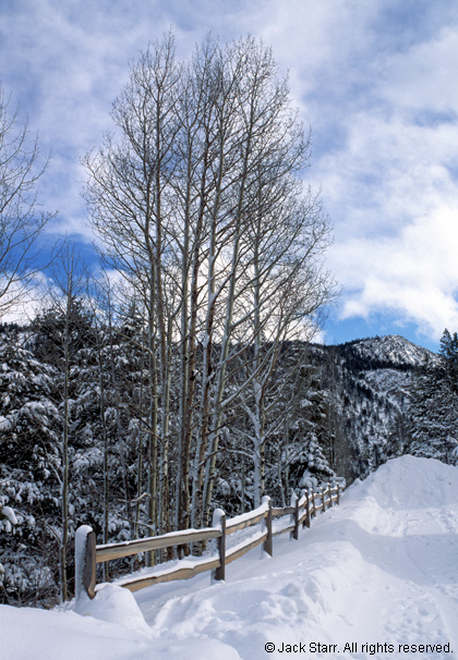Snowy Fence and Aspens